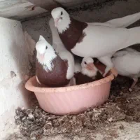 1250|گل و گیاه طبیعی|تربتحیدریه, رضاشهر|دیوار