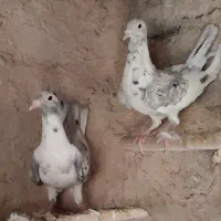 جوانه سار سرور