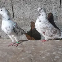 کبوتر|پرنده|سنگر, |دیوار