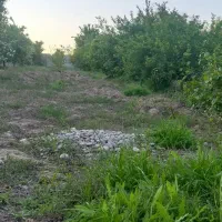 ویلا باغ در عقیلی در ختان مثمر بهترین موقعیت|فروش خانه و ویلا|گتوند, |دیوار