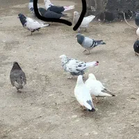 کبوتر پشتی|حیوانات|میاندوآب, |دیوار