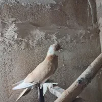 کفتر کبوتر یاهو زرد