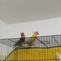 جفت طوطی کوتوله