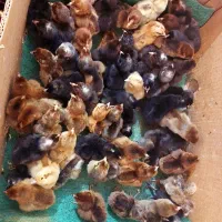 جوجه محلی تمیز سرحال با قیمت مناسب