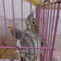 عروس هلندی
