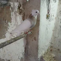 طوقی|پرنده|ماهیدشت, |دیوار