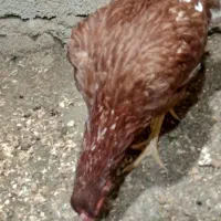 مرغ کرچ لاری دوروزه خوابیده