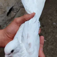 پرنده|پرنده|بروجرد, |دیوار