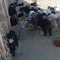 50عدد بز فروشی