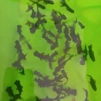 ماهی قرمز وگلدفیش .کوی