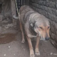 سگه جانوری مخصوص دامداری|حیوانات مزرعه|قزوین, |دیوار