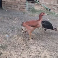 لاری جوجه