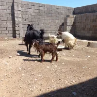 باسلام فروش دورس بز بابزغاله بخون بد زنگ بزن