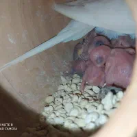 مرغ عشق و فنچ بالغ تخم جوجه ای|پرنده|ایرانشهر, |دیوار