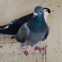 کبوتر پرنده پلاکی مسافتی سری درجه یک|پرنده|اهواز, کوی رمضان|دیوار