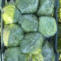 تامین میوه وصیفی جات|خدمات پذیرایی، مراسم|تهران, میدان میوه و ترهبار مرکزی|دیوار