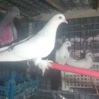 کفترپرشی