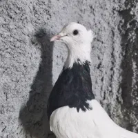 جوجه طوقی سیاه واکسی