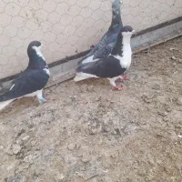 پلاکی جفتگاه وسه تا پرشی|پرنده|نیشابور, ریوند|دیوار