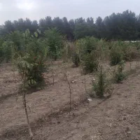 باغچه-درتهران
