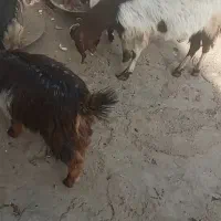 بزوبزغاله|حیوانات مزرعه|دورود, |دیوار