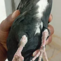 سیاه پلنگ|پرنده|گلزار, |دیوار