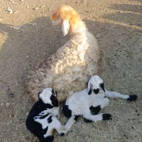 چوپان