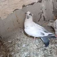 گرفتنی|پرنده|قم, علی آباد سعدگان|دیوار