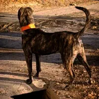 سگ سرابی|سگ|بروجرد, |دیوار