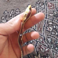 ساعت مچی