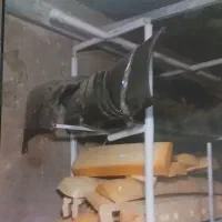 فروش بدنه سایپا|قطعات یدکی و لوازم جانبی|خلخال, |دیوار