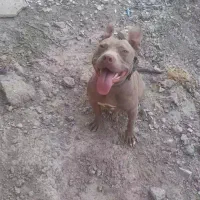 پیتپول|سگ|جوین, |دیوار