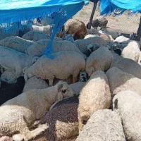 میش داشتی