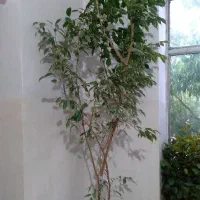 گل طبیعی ۲ متر است