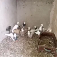 کبوترفروشی|پرنده|چابهار, |دیوار