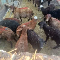 گوسفند فروشی تکی و کلی|حیوانات مزرعه|الوند, |دیوار