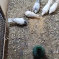 کبوتر پرشی|پرنده|نقده, |دیوار