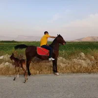 مادیان به همراه کره ماده