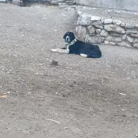 لاس قدریجونی