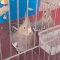 عروس هلندی نرماده|پرنده|پارس‌آباد, |دیوار
