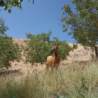 اسب مادیان ۶ به ۷ سال|اسب و تجهیزات اسبسواری|ارومیه, |دیوار