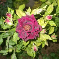 اجاره-زمین-کشاورزی