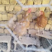 مرغ  بومی تخم گذار|حیوانات مزرعه|خمینی‌شهر, |دیوار