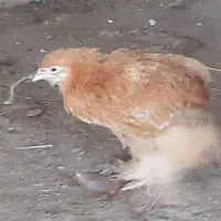 مرغ خروس برهمای اصل|حیوانات مزرعه|ارشق, |دیوار