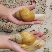 حلزون مولد آچاتینا