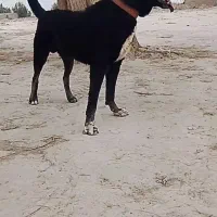 سگ خراسانی