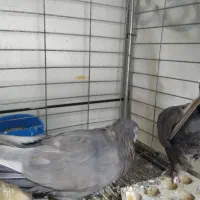 قهوه ای ساده پاپر درجه یک|پرنده|بهبهان, |دیوار