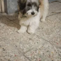 سگ خانگی برای فروش