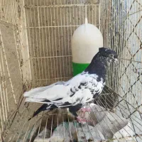 رنگی گرفتنی|پرنده|اهواز, شهرک حفاری|دیوار