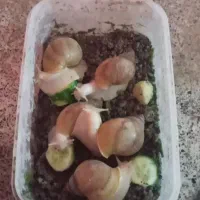 حلزون پخش عمده و ارزان